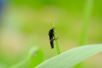 fly on leaf macro