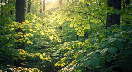 Wall Mural - Sunlit Forest Canopy: Lush Green Foliage and Sunlight Filtering Through Trees in a Woodland Scene