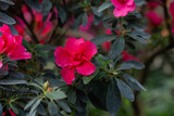 Blooming pink azalias flowers, azalia flowers in a greenhouse