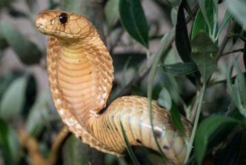 Wall Mural - cobra with expanded hood among foliage