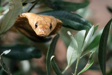Wall Mural - cobra among green foliage