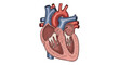 © night - Anatomical illustration of a human heart cross-section with visible chambers, valves, and vessels.