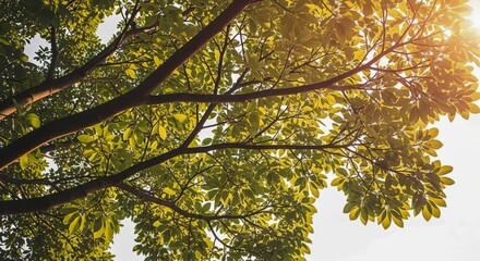 Wall Mural - Sunlight Through Green Leaves: A Vibrant Canopy View with Sky and Branch Details