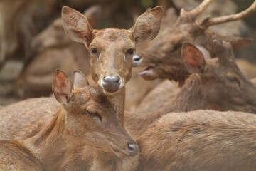 Wall Mural - a pair of timor deer are seen resting with the herd