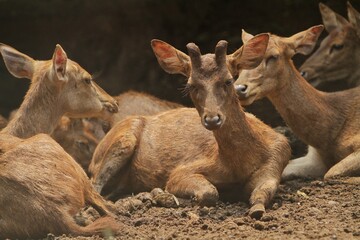 Wall Mural - portrait of Timor deer resting while looking ahead