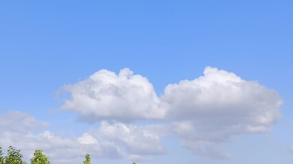Wall Mural - landscape of a forest where the cumulus clouds are visible