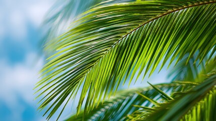 Wall Mural - Vibrant Palm Frond Against a Bright Blue Sky: Tropical Paradise and Summer Vacation Concept