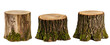 © Karo - Set of stumps with moss isolated on a transparent background.