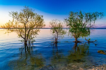 Wall Mural - serene lakeside view with trees.