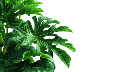 Lush green monstera leaves isolated on a white background, showcasing vibrant foliage for decorative use.