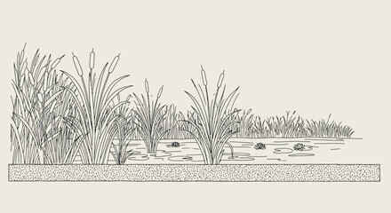 Elegant line drawing of a serene pond landscape featuring cattails and water lilies