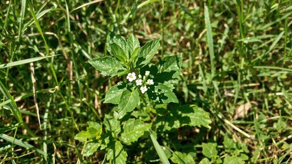 Naklejka na meble Beautiful green grass and leaves surrounding blooming kantkari flowers