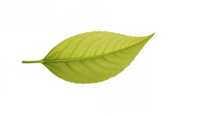 Wall Mural - light green leaf on white background symbolizing spring and summer