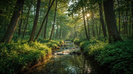 Wall Mural - Tranquil Wooded Area with Water and Radiant Sun Rays