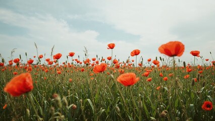 Wall Mural - Cloudy sky backdrop for a field full of vibrant poppies
