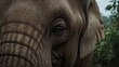 © AkuAku - Elephant eye in extreme close-up