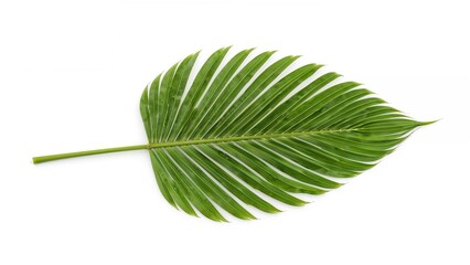 Wall Mural - set of lush green palm leaf silhouettes on white