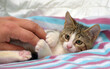 © Evdoha - A cute striped kitten with a white muzzle and paws lies on a soft blanket with pink and blue stripes.
