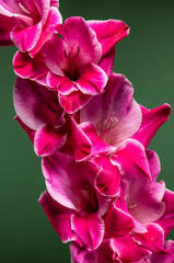 Wall Mural - Vibrant close-up of a pink gladiolus flower against a green background
