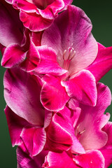 Wall Mural - Vibrant close-up of a pink gladiolus flower against a green background
