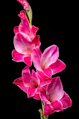 Wall Mural - Vibrant pink gladiolus flower with white edges against a black background