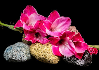 Wall Mural - Pink gladiolus blossoms on porous volcanic rocks against black