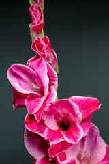 Wall Mural - Vibrant close-up of a pink gladiolus with white edged petals