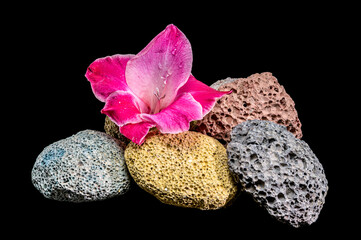 Wall Mural - Pink gladiolus blossoms on porous volcanic rocks against black