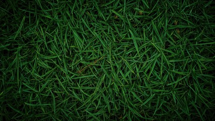 Canvas Print - humid grassy field surface background