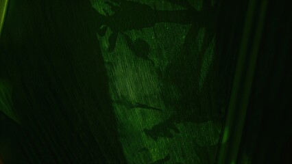 Wall Mural - Close-up of deep green foliage illuminated by sunlight with blank space for eco-friendly and botanical theme background.
