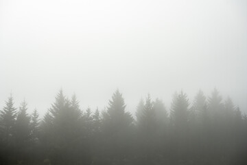 Naklejka na meble Line of Pine Trees Obscured In Fog