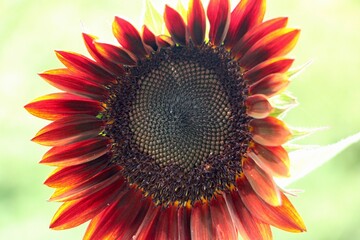 Wall Mural - Chocolate Cherry Sunflower close up 