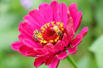 Wall Mural - Bees on a pink Zinnia flower 