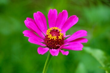 Wall Mural - Blooming pink zinnia flower 