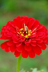 Wall Mural - bee on red flower