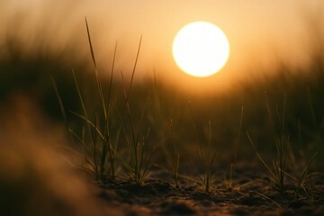 Wall Mural - a serene sunrise over a field of tall grass