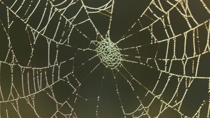 A delicate spider web covered in glistening morning dew drops. Macro view of nature's intricate network against a dark background.