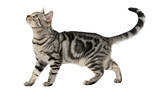 Tabby cat walking isolated on transparent background