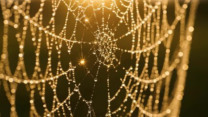 Close-up of a spider web with dew drops glistening in the morning sun.