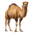 © Rajia - A majestic dromedary camel standing proudly isolated on transparent background