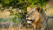 © MAKASIHMAS SIDNEY - A male lion with a light brown mane looks to the left, standing in a grassy area with green foliage in the background.