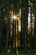 © Carol Hamilton - Summer sunrise behind a tall pine forest