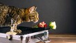 © gayuh - Cat looking at treats and rose on suitcase