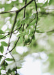 © Yaroslav Danylchenko/Stocksy - Fresh green leaves on thin twigs with bright bokeh