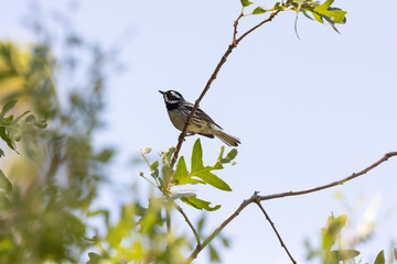 Wall Mural - A Black Throated Grey Warbler perched on a slender oak branch looks to the left up into a pale blue sky on a summer day in the mountains of Utah USA.