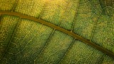 close up of leaf veins with illuminated detail and natural light in extreme macro photography