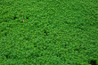 © Pansfun Images/Stocksy - Lush Green Ground Cover Thriving in Natural Environment
