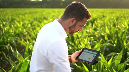 Person using tablet in a cornfield