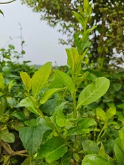 Naklejka na meble green leaves of the ground