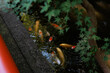 © JIE MA/Stocksy - Zen Waterscape: Koi, Pond, and Maple Leaves.
